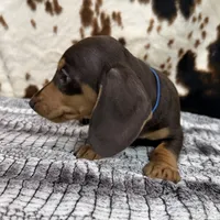 Huck, a male Miniature Dachshund for sale in Shawnee, OK – 3 of 6