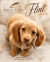 Flint, a male Miniature Dachshund for sale in Shawnee, OK – 6 of 6