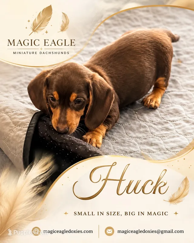 Huck – Miniature Dachshund puppy for sale in Shawnee, OK