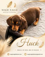Huck, a male Miniature Dachshund for sale in Shawnee, OK – 1 of 7