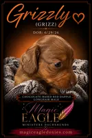 Grizzly, a male Miniature Dachshund for sale in Shawnee, OK – 5 of 7