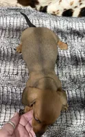 Ember, a female Miniature Dachshund for sale in Shawnee, OK – 5 of 6