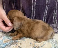 Hazel, a female Miniature Dachshund for sale in Shawnee, OK – 3 of 5