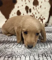 Aspen, a female Miniature Dachshund for sale in Shawnee, OK – 3 of 6