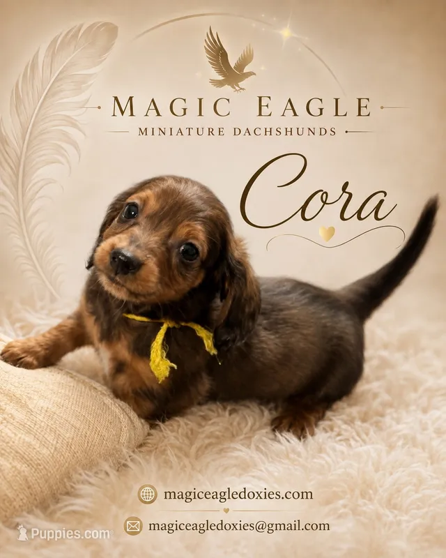 Cora – Miniature Dachshund puppy for sale in Shawnee, OK