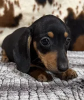 Poppy, a female Miniature Dachshund for sale in Shawnee, OK – 3 of 4