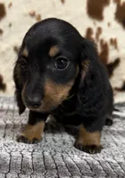 Ranger, a male Miniature Dachshund for sale in Shawnee, OK – 2 of 7