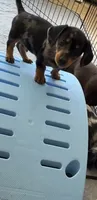 Barry, a male Miniature Dachshund for sale in Shawnee, OK – 4 of 9