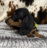 Poppy, a female Miniature Dachshund for sale in Shawnee, OK – 4 of 4