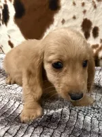 Aspen, a female Miniature Dachshund for sale in Shawnee, OK – 2 of 6