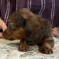 Cora, a female Miniature Dachshund for sale in Shawnee, OK – 3 of 5