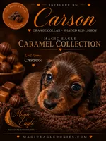 Carson, a male Miniature Dachshund for sale in Shawnee, OK – 5 of 5