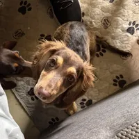 Ledger , a male Miniature Dachshund for sale in Shawnee, OK – 3 of 5