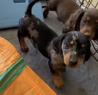 Barry, a male Miniature Dachshund for sale in Shawnee, OK – 3 of 9