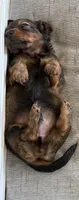 Kodiak, a male Miniature Dachshund for sale in Shawnee, OK – 2 of 6