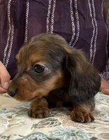 Cora, a female Miniature Dachshund for sale in Shawnee, OK – 2 of 5