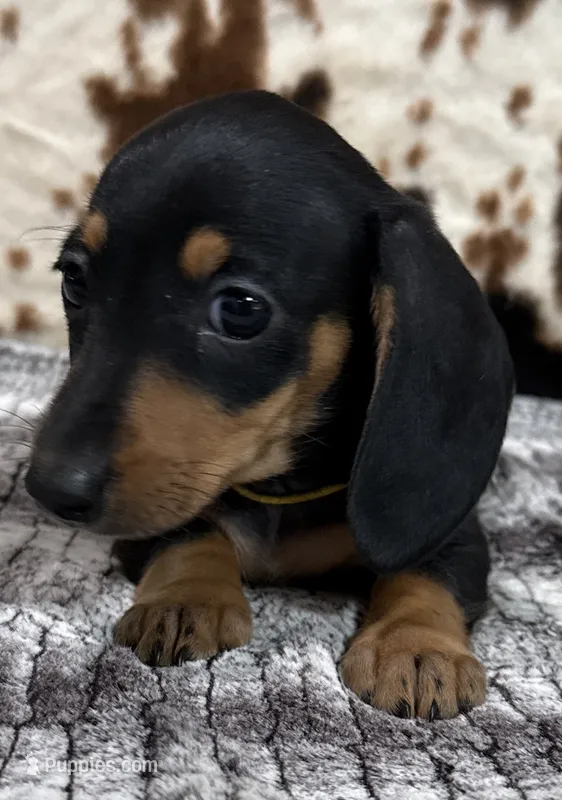 Poppy – Miniature Dachshund puppy for sale in Shawnee, OK