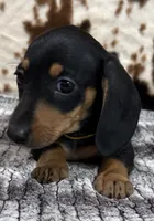 Poppy, a female Miniature Dachshund for sale in Shawnee, OK – 1 of 4