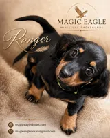 Ranger, a male Miniature Dachshund for sale in Shawnee, OK – 8 of 8