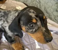 Barry, a male Miniature Dachshund for sale in Shawnee, OK – 5 of 9