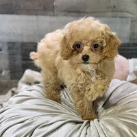 Paprika * F1b Teacup * Hypoallergenic, a female Cavapoo for sale in Humboldt, NE – Photo 2 of 10