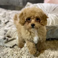 Paprika * F1b Teacup * Hypoallergenic, a female Cavapoo for sale in Humboldt, NE – Photo 6 of 10