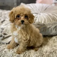 Paprika * F1b Teacup * Hypoallergenic, a female Cavapoo for sale in Humboldt, NE – Photo 8 of 10
