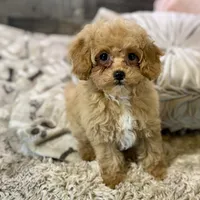 Paprika * F1b Teacup * Hypoallergenic, a female Cavapoo for sale in Humboldt, NE – Photo 9 of 10