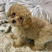 Paprika * F1b Teacup * Hypoallergenic, a female Cavapoo for sale in Humboldt, NE – Photo 5 of 10