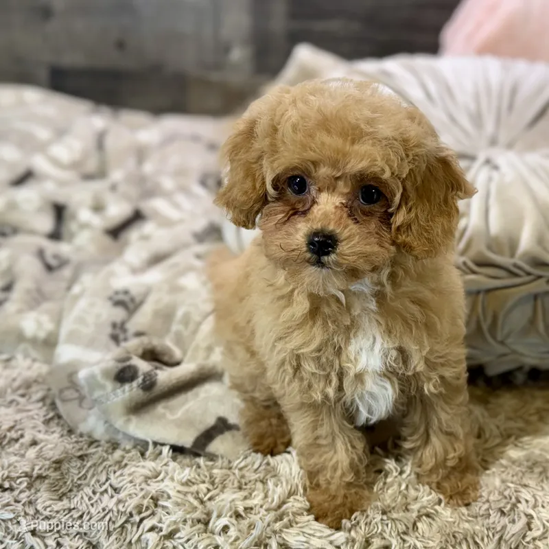 Paprika * F1b Teacup * Hypoallergenic