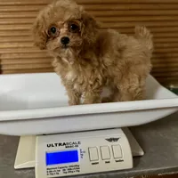 Paprika * F1b Teacup * Hypoallergenic, a female Cavapoo for sale in Humboldt, NE – Photo 10 of 10