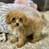 Paprika * F1b Teacup * Hypoallergenic, a female Cavapoo for sale in Humboldt, NE – Photo 4 of 10