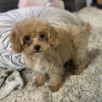 Paprika * F1b Teacup * Hypoallergenic, a female Cavapoo for sale in Humboldt, NE – Photo 7 of 10
