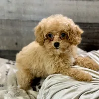 Paprika * F1b Teacup * Hypoallergenic, a female Cavapoo for sale in Humboldt, NE – Photo 3 of 10