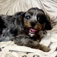 Sparkles * F1 * Transport Options, a female Cavapoo for sale in Humboldt, NE – Photo 4 of 10