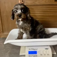 Sparkles * F1 * Transport Options, a female Cavapoo for sale in Humboldt, NE – Photo 9 of 10
