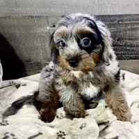 Sparkles * F1 * Transport Options, a female Cavapoo for sale in Humboldt, NE – Photo 7 of 10