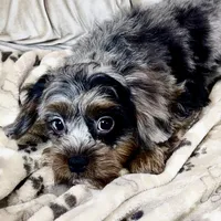 Sparkles * F1 * Transport Options, a female Cavapoo for sale in Humboldt, NE – Photo 6 of 10