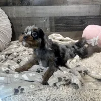 Sparkles * F1 * Transport Options, a female Cavapoo for sale in Humboldt, NE – Photo 10 of 10