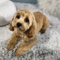 Patsy, a female Cavapoo for sale in Humboldt, NE – Photo 9 of 10