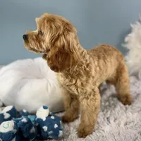 Patsy, a female Cavapoo for sale in Humboldt, NE – Photo 6 of 10