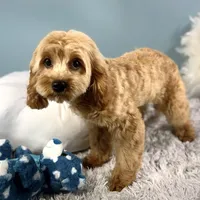 Patsy, a female Cavapoo for sale in Humboldt, NE – Photo 7 of 10
