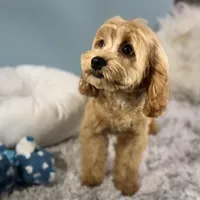 Patsy, a female Cavapoo for sale in Humboldt, NE – Photo 10 of 10