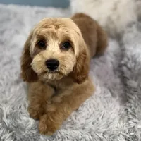 Patsy, a female Cavapoo for sale in Humboldt, NE – Photo 8 of 10