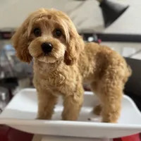 Patsy, a female Cavapoo for sale in Humboldt, NE – Photo 3 of 10