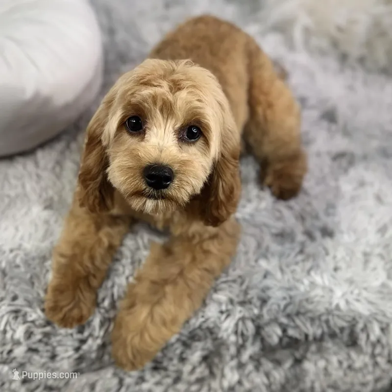 Patsy – Cavapoo puppy on hold in Humboldt, NE