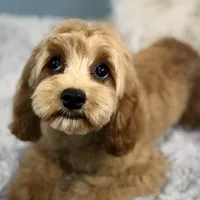 Patsy, a female Cavapoo for sale in Humboldt, NE – Photo 2 of 10