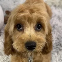 Patsy, a female Cavapoo for sale in Humboldt, NE – Photo 4 of 10