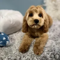 Patsy, a female Cavapoo for sale in Humboldt, NE – Photo 5 of 10