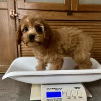 Milo * F1 * Transport Options, a male Cavapoo for sale in Humboldt, NE – Photo 10 of 10